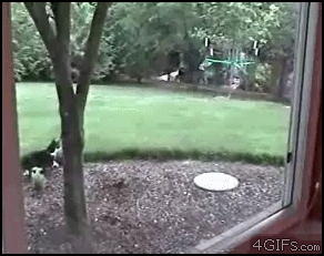 Cat_attacks_rabbit