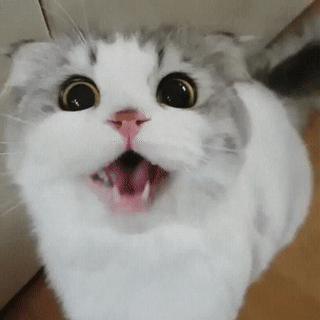 53284127446029_mos13