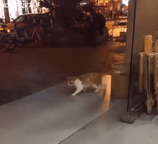 60492499268317_mos06