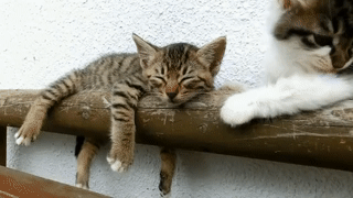 66614646176013_mos02