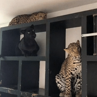 73149862084091_mos23