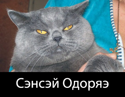 cat