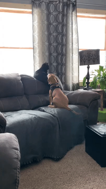 ezgif-7-d841d3bb2ae0