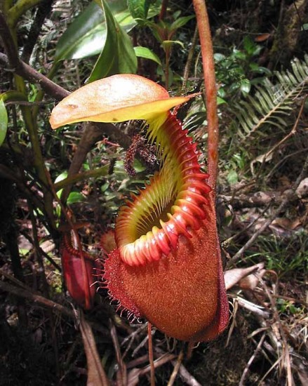 Nepenthes