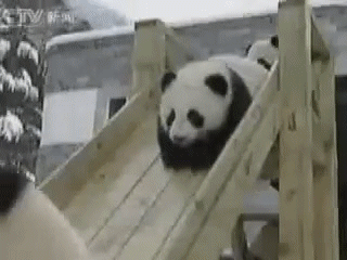 панды с горки катаются