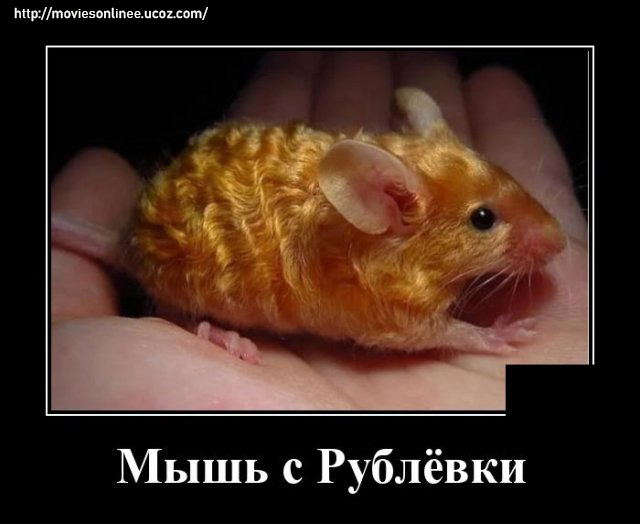 https://s01.yapfiles.ru/files/2400021/1592401970_demotivatory_13.jpg
