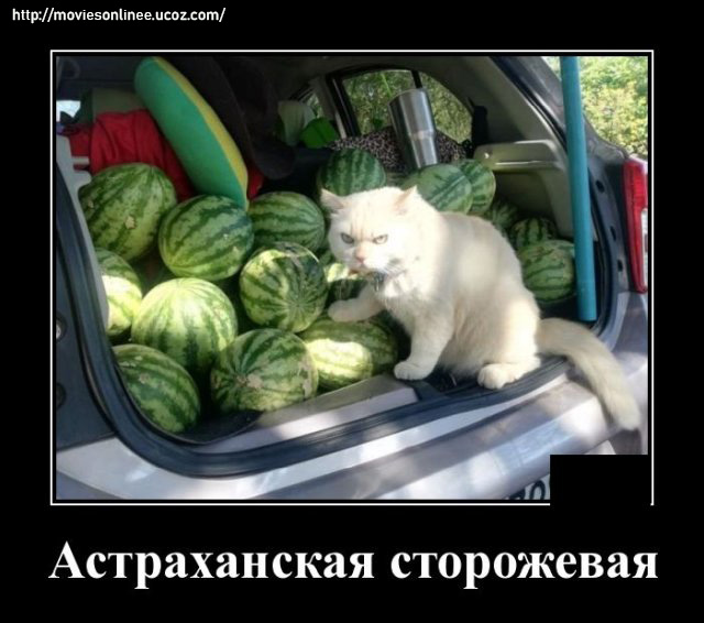 https://s01.yapfiles.ru/files/2400023/1592402005_demotivatory_12.jpg