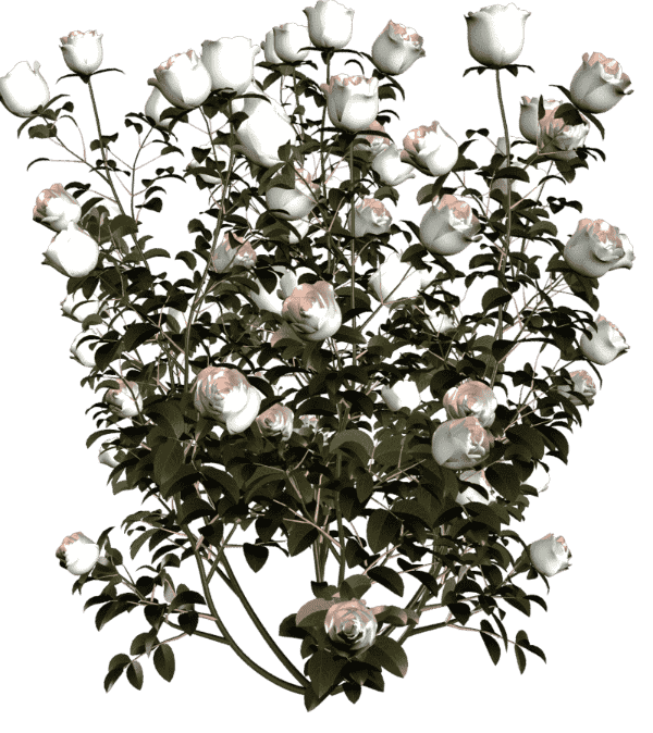 compressed-hski