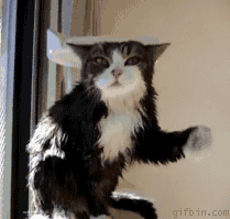 котофей