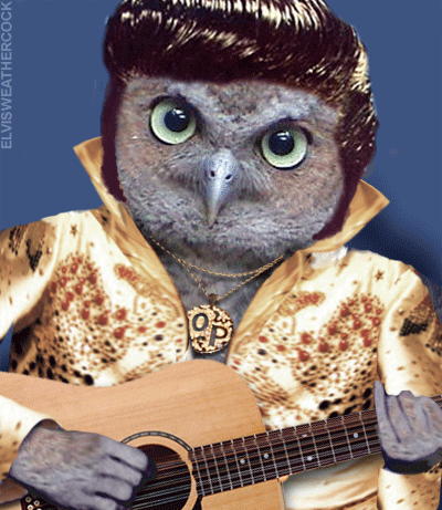 OWLVISB3TA318