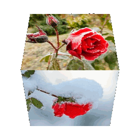 Анимация от tane4ki 777 "Первый снег и мёрзнут розы..."