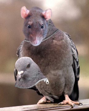 palomarata