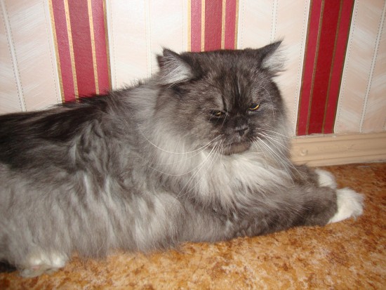 Мой котище