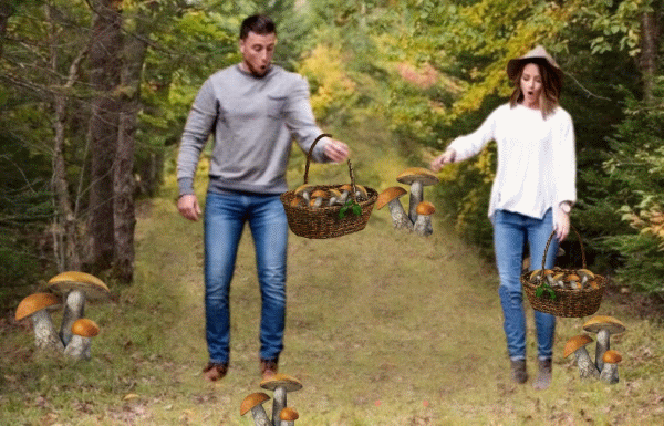 в лесу с запретом