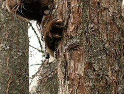 случай-в-Африке