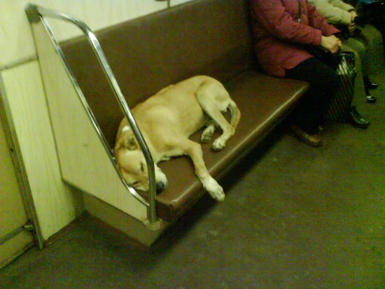 dog