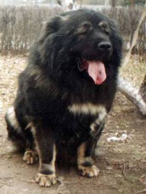 kavkaz_Bagrat_multiCH
