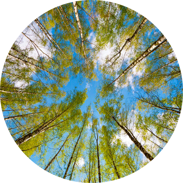 1478782927_les_nebo_vesna-1568x1045