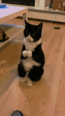 Cat applause