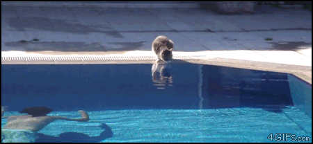 Cat_pool_scare
