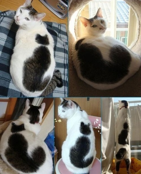 Сколько котэ на котэ!?!?!?!