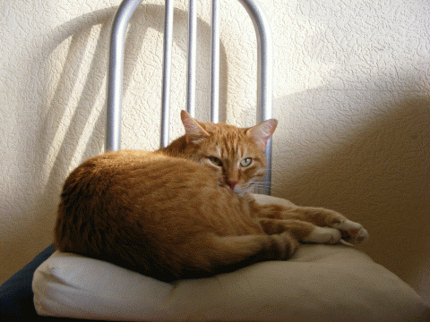 котэ