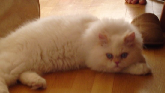 20110326032