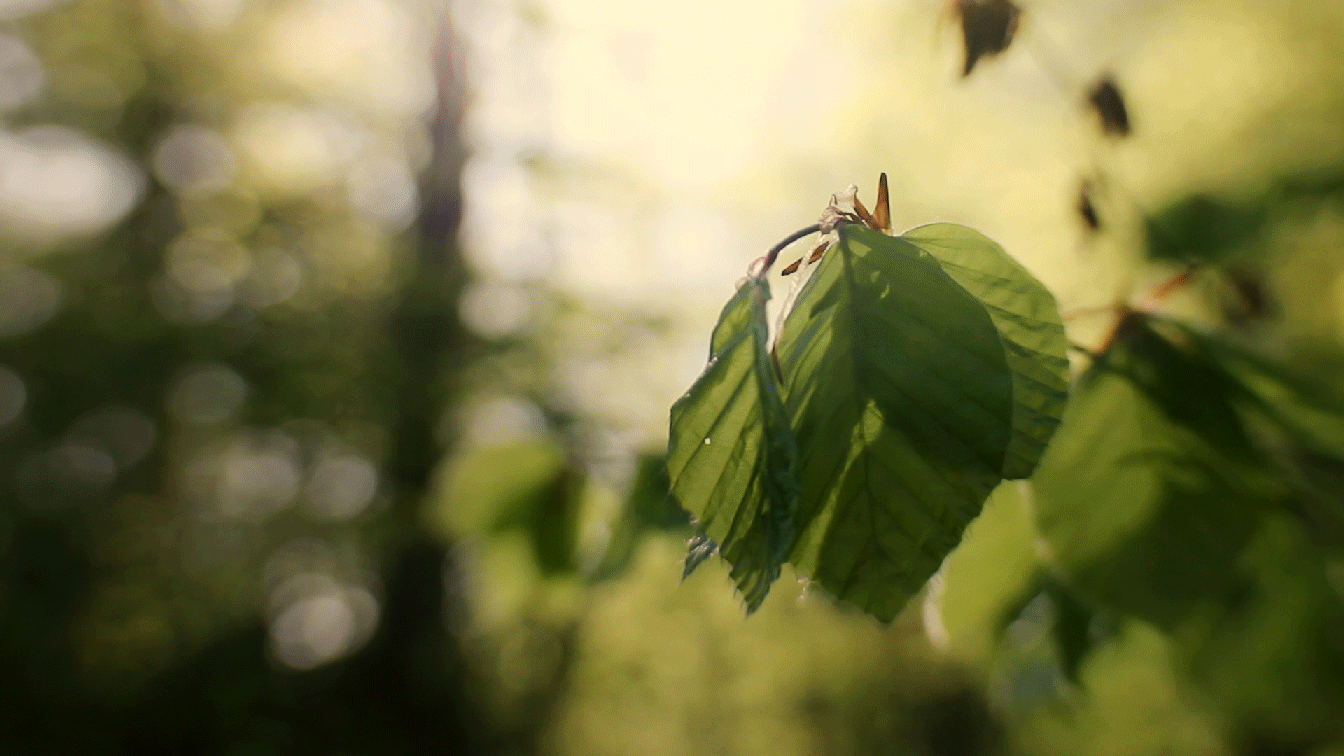 Качающаяся листва