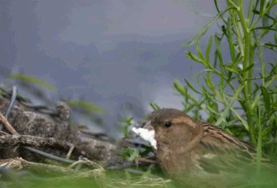 bird