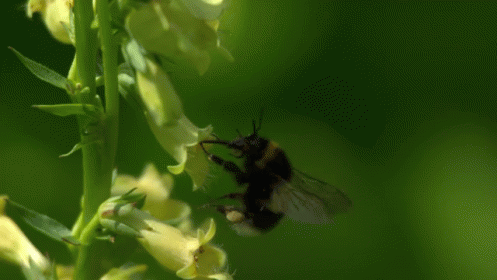 bees-4 (3)