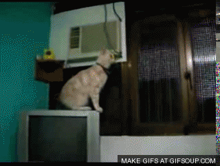 cat-fails-long-jump-o