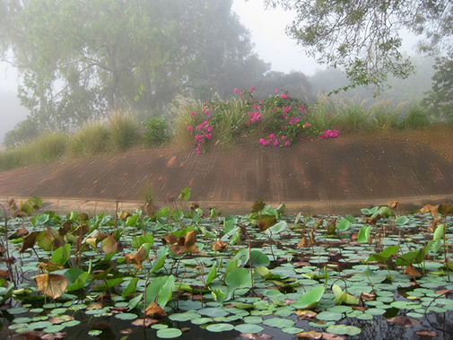 Auroville567