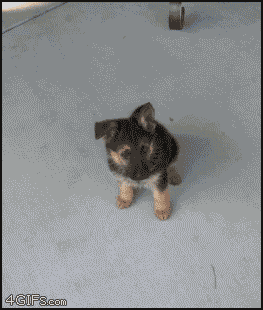 Puppy_dog_time_lapse