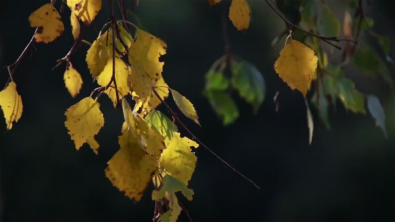 Колышимый ветром лист. Берёза листья. Лист березы желтый. Ветка березы осень. Осенние листья березы.