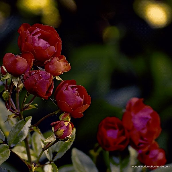 ezgif-4-ffa5da92f303