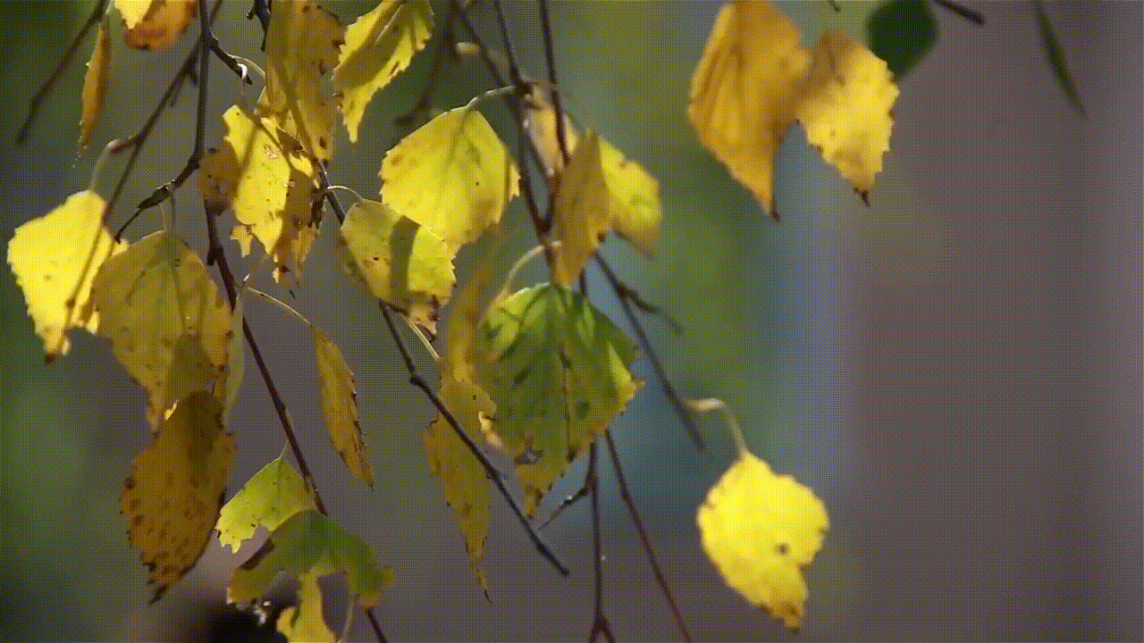 Ветви качаются. Осенняя ветка березы. Берёза листья. Осенние листья березы. Ветка березы осенью.