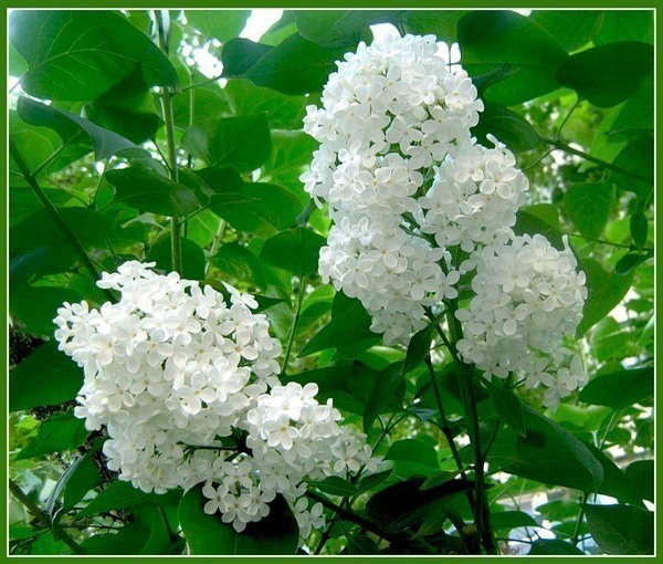 45232199_1245226024_0_1949e_88db391d_XL