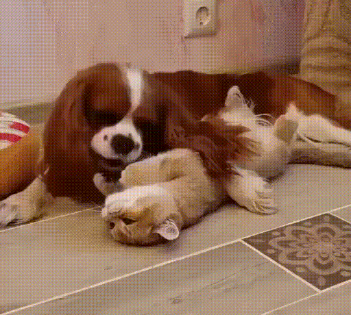 -до-пьяна_-изомну-как-цвет..