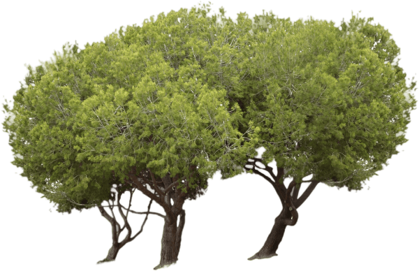 trees-at-the-park (1)-min