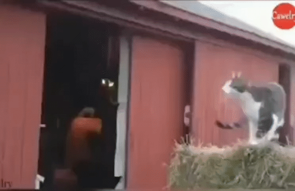 -котэ-прыжок-точный-расчет-7074452