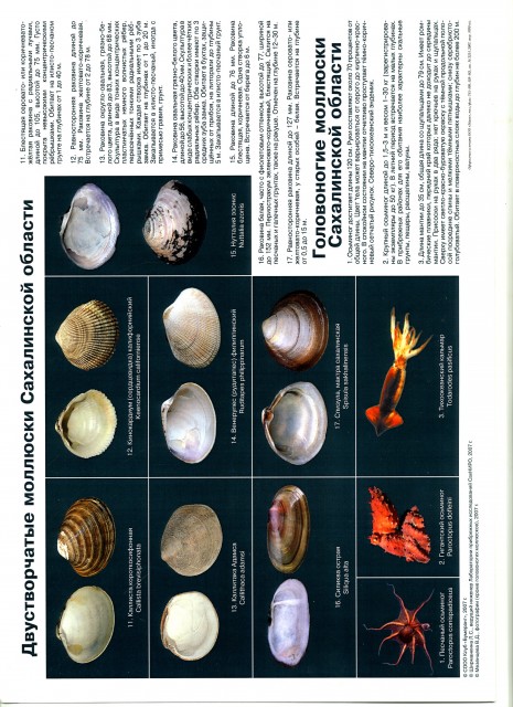 и головоногие моллюски