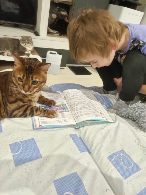 и коты читают