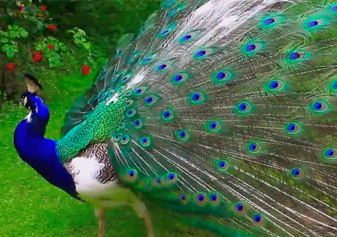 3165b4f955cd2248df83cbb291265cfc