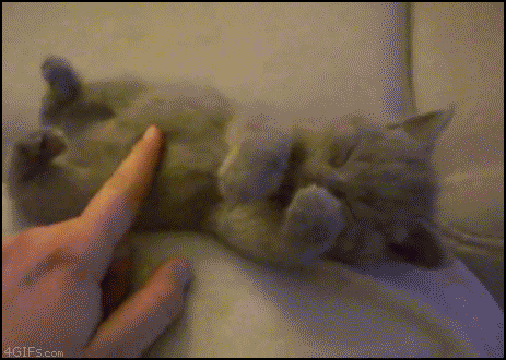 Kitten_stretching