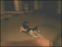 Как ложатся спать коты 80 lvl