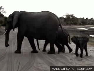 elephantsneezingo