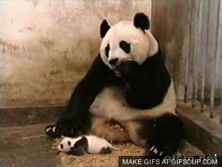 pandao