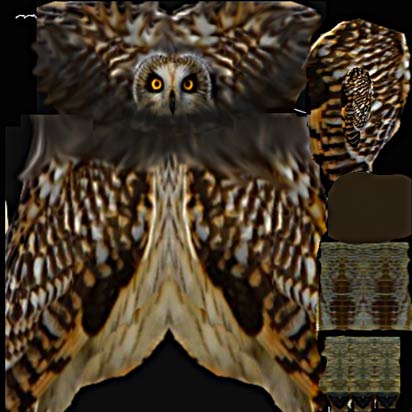 Owl_1