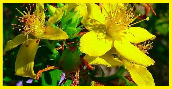 lechebnye-svojstva-zveroboya