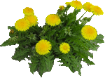 Dandelions_PNG_29863-Transparent-Png-Images